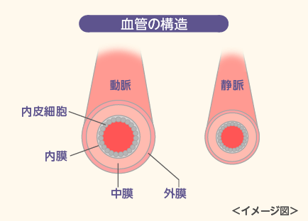 血管の構造※イメージ図