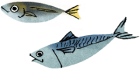 青魚（イワシ、サバなど）  イメージ