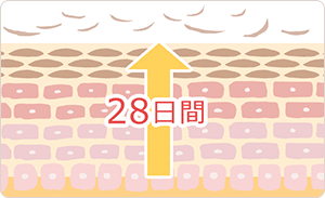 健康な状態の肌