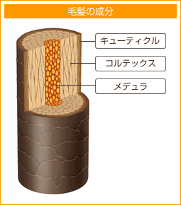 毛髪の成分