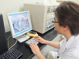 毛髪表面観察中(電子顕微鏡撮影)